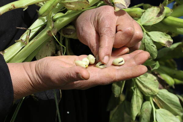 Crops - Faba Bean