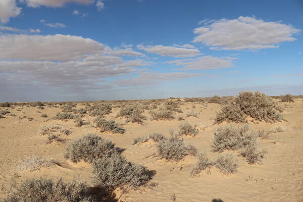 PLL project rangelands dominated by halophytes, a type of pastoral plants (Limoniastrum guyonianum) constitute the best grazing area in the PLL for Camel herds during wintertime (Photo: Zied Idoudi/ICARDA)