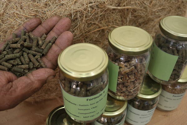 4 Feeding formulas locally produced in the PLL (Photo: Zied Idoudi/ICARDA) 4 Feeding formulas locally produced in the PLL (Photo: Zied Idoudi/ICARDA)