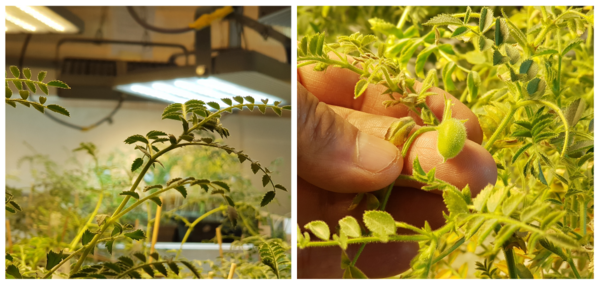 Crop Breeding Chickpea