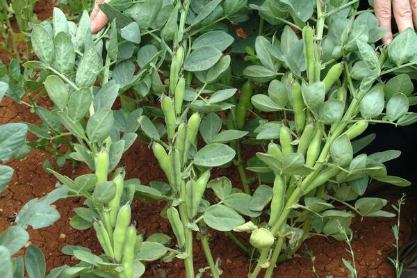 faba bean faba bean