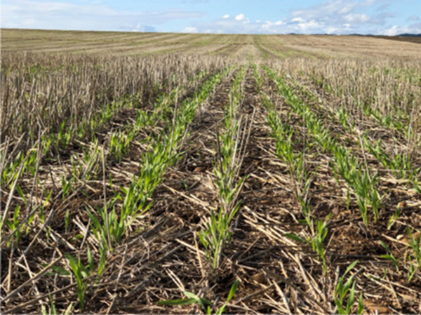 germinating_wheat_and_ca