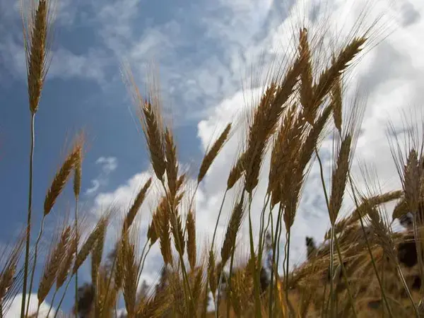 Supplemental irrigation - more crop per drop