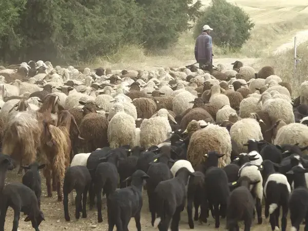 Photo by ICARDA