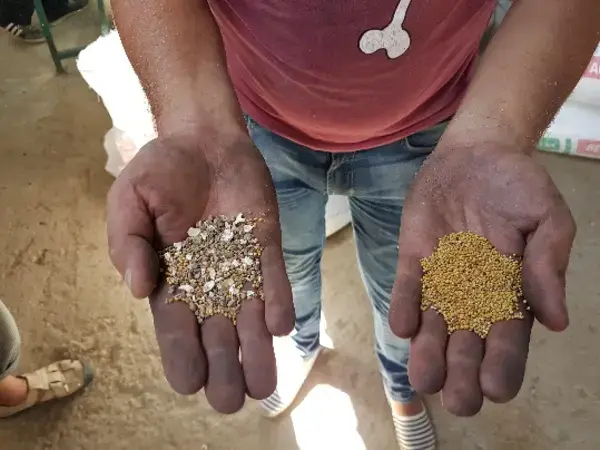 Treated seeds