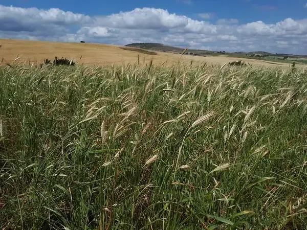 Wheat Field