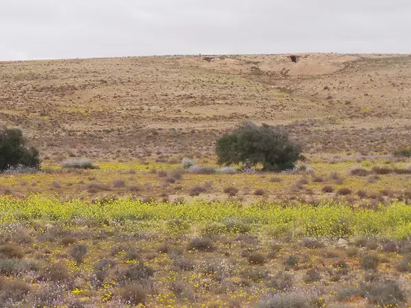 Reviving Rangelands