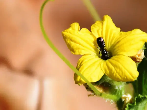 Ceratinae bee melon