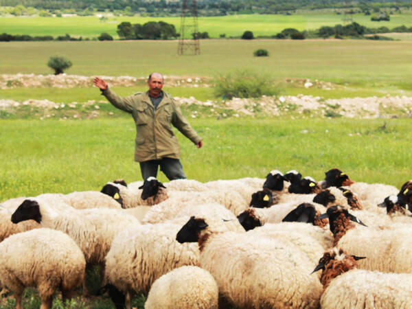 A black-headed Barbarine flock to illustrate the innovation on introgression of fecundity mutation.