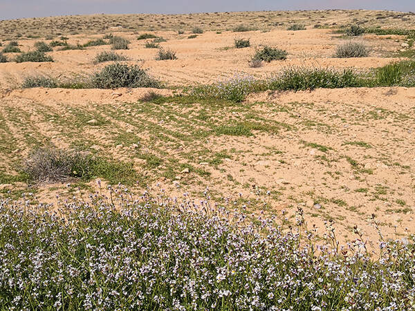 Rangeland Restoration