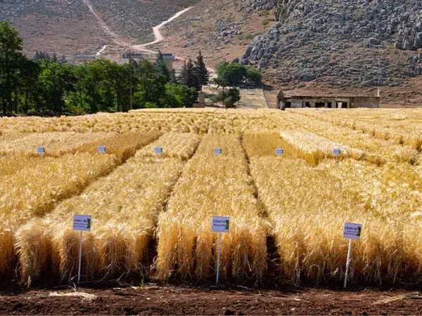 ICARDA Lebanon