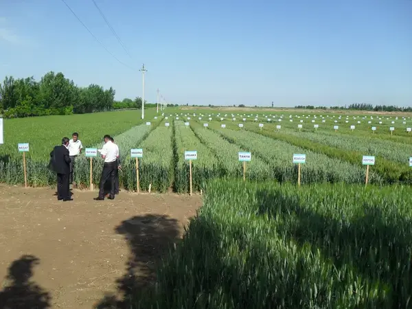 Uzbek