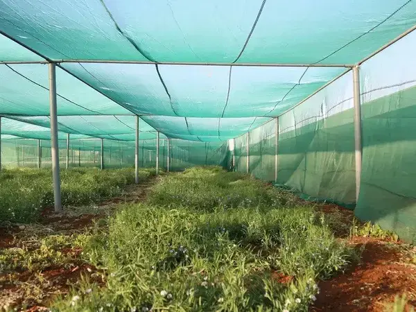 Greenhouse IDFS