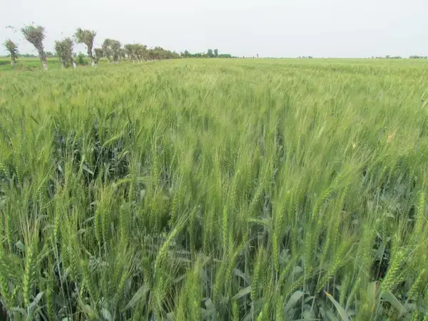 Wheat