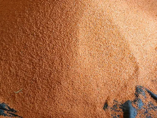 Lentil