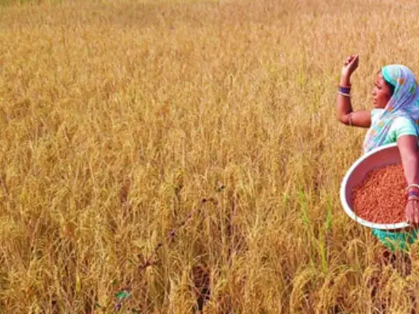 Grasspea field