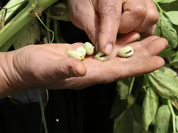 world pulses day 