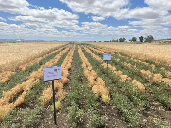 Relay intercropping