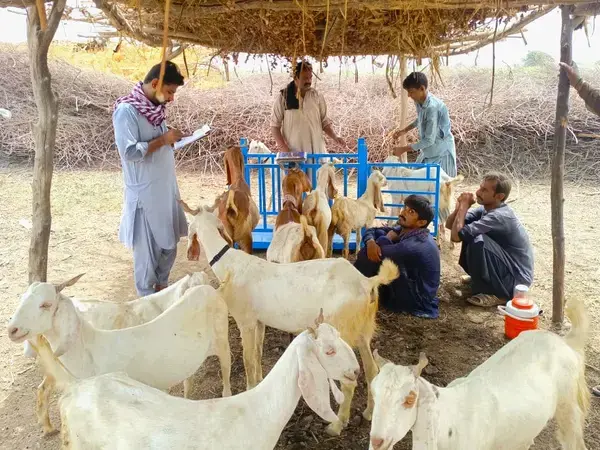 CBBP in Pakistan