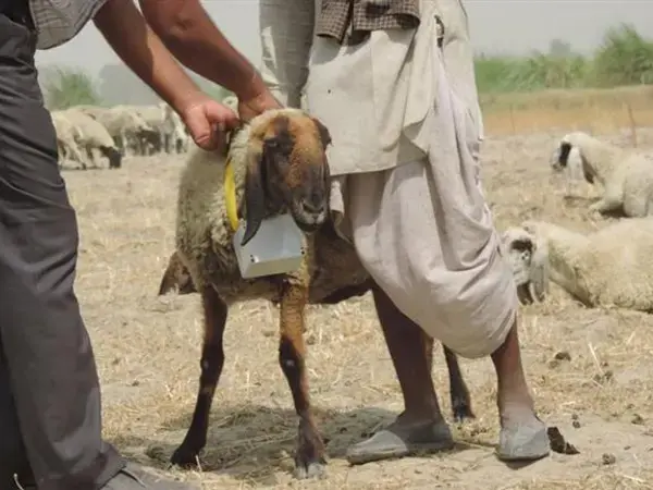  Using DGPS collar to monitor animal behavior