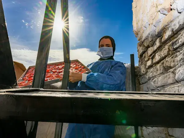 Tomato drying is one of the post-harvest processes for enhancing the crop value, better water usage, and better inclusion of female farmers in the production value chain | Qena, Egypt | Photo: Ahmed ElSheemy/ICARDA