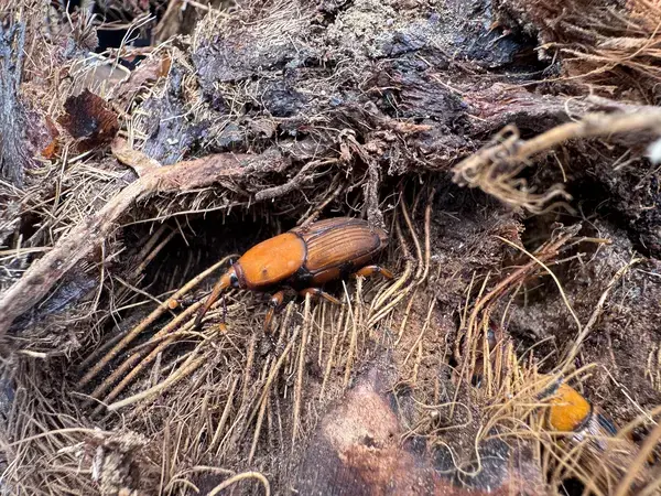 RPW-infested date palm tree