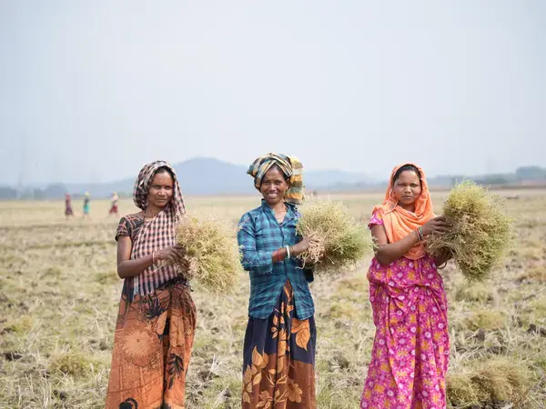 Women farmers holding a lentil harvest in Odisha