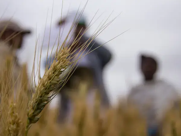 A strand of wheat - Amhara, Ethiopia