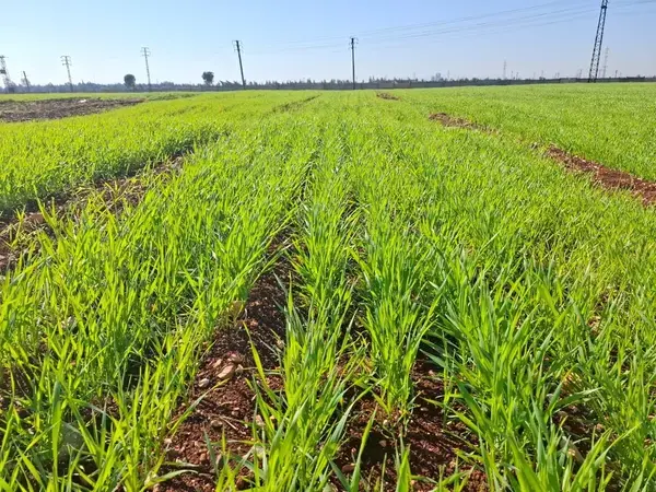 Cham 9 breeder seed, a durum wheat variety, growing at GOSM’s Al-Dar Al-Kabira multiplication plot in Homs, Syria. 