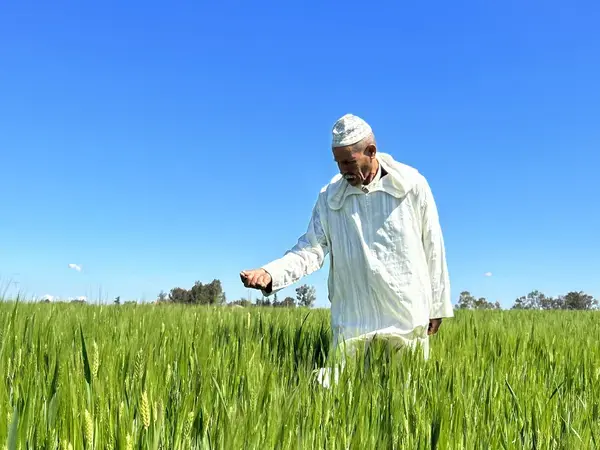 Farmer in a Field - Photo: ICARDA