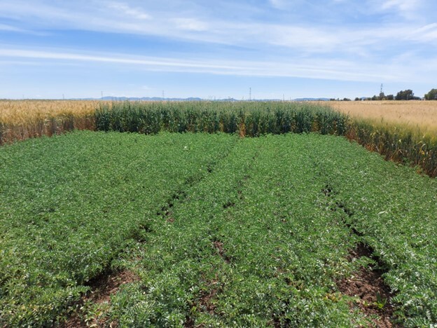 Cereal-legume rotation system under CA being optimized through field trials at Merchouche Research Station, Morocco. 