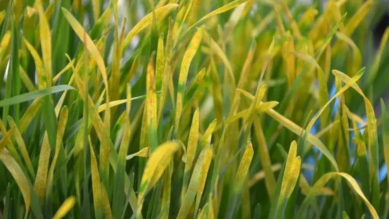 Tackling the threat of rust disease Tackling the threat of rust disease