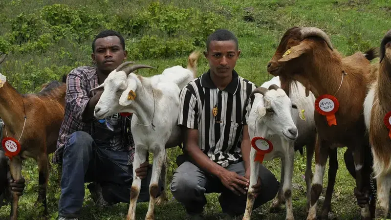 The Ethiopian government has adopted ICARDA’s community-based livestock breeding strategy to boost smallholder productivity. The Ethiopian government has adopted ICARDA’s community-based livestock breeding strategy to boost smallholder productivity.