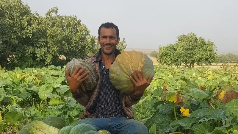 A pumpkin farmer in Settat shows the yield benefits of the FAP approach A pumpkin farmer in Settat shows the yield benefits of the FAP approach