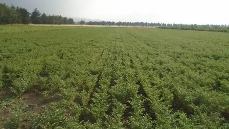 Mechanized planting of Naatoli chickpea at Gonde Basic seed farm. Photo: Zewdie Bishaw/ICARDA Mechanized planting of Naatoli chickpea at Gonde Basic seed farm. Photo: Zewdie Bishaw/ICARDA
