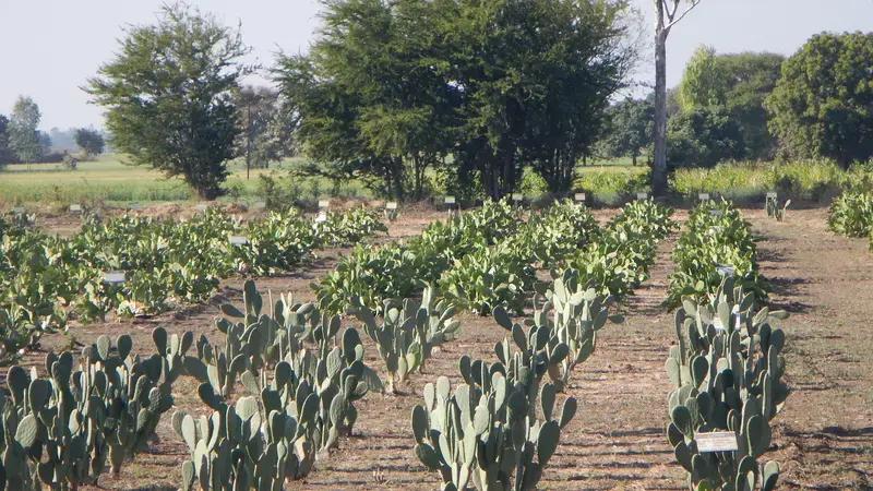 The unique adaptive traits of cactus make the crop suitable for dryland areas. Photo: ICARDA The unique adaptive traits of cactus make the crop suitable for dryland areas. Photo: ICARDA