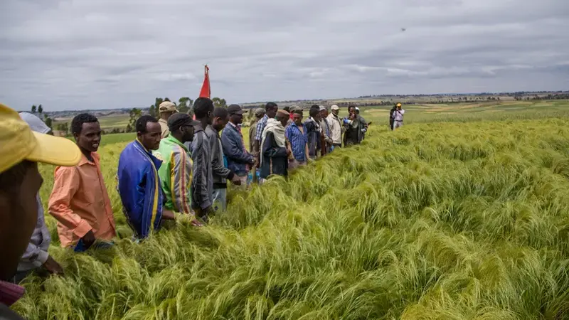 Scaling_up_Ethiopia Innovation platforms provide a conduit for getting research outputs into farmer fields.