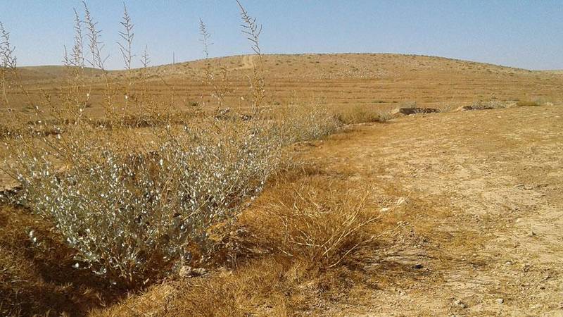 The Vallerani system breaks up crusted soil layers to create micro-catchments that support shrubs