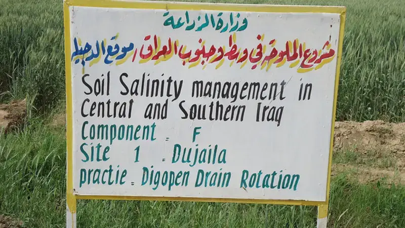 Wheat Farms in Saline Irrigated Areas of Central Iraq Wheat Farms in Saline Irrigated Areas of Central Iraq