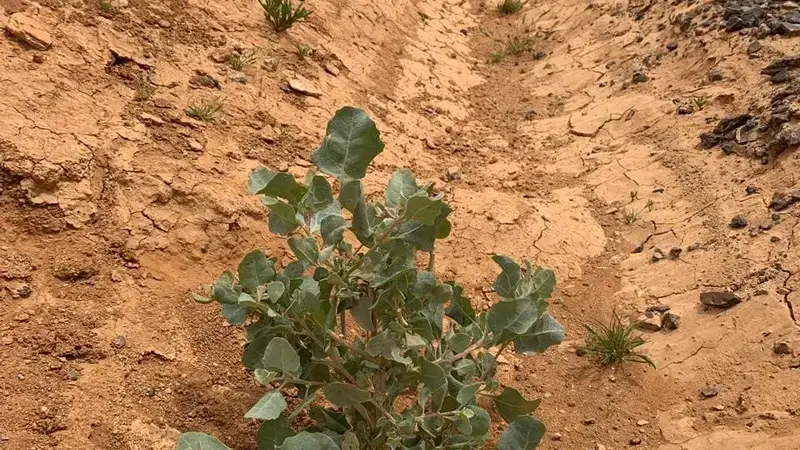 The Watershed and Development Initiative (WADI) The Watershed and Development Initiative (WADI)