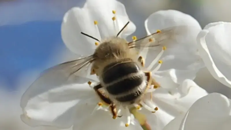 Pollinators Pollinators