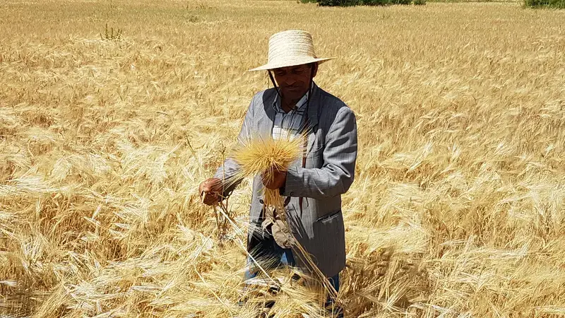 Barley is an important commodity which farmers get technical SMS messages about. Barley is an important commodity which farmers get technical SMS messages about.