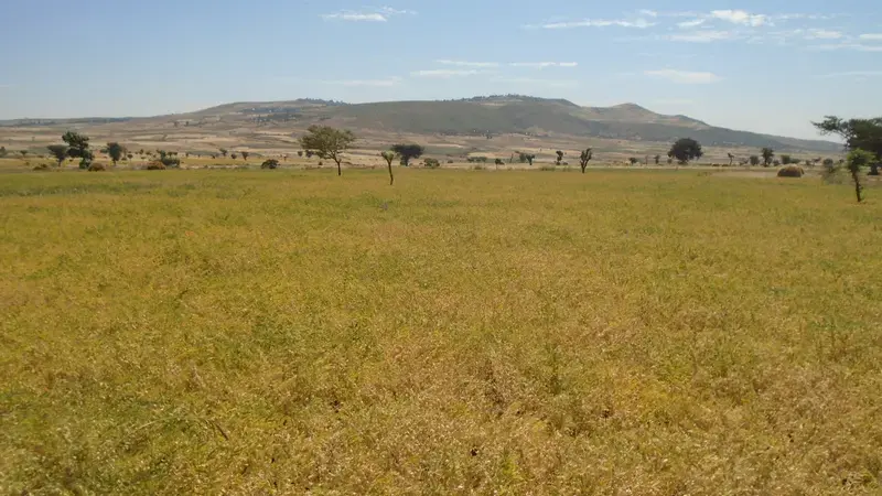 Chickpea field in Ethiopia Chickpea field in Ethiopia
