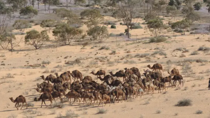 Rangeland camels Rangeland camels