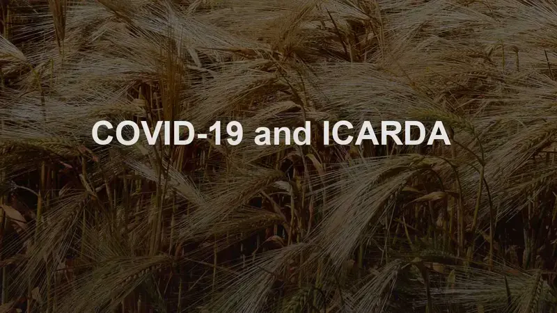 UPDATE ON COVID-19 AND ICARDA ICARDA and COVID-19