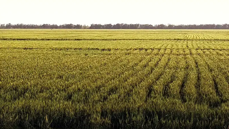 The TAAT Wheat Compact Project The TAAT Wheat Compact Project