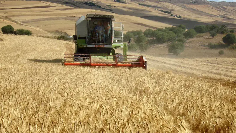 Conservation agriculture wheat harvest in Tunisia Conservation agriculture wheat harvest in Tunisia