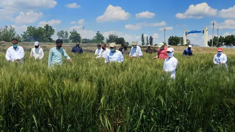 ICARDA, CGIAR and COVID-19 - Building Back Better after the storm ICARDA, CGIAR and COVID-19 - Building Back Better after the storm