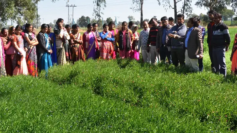 Farmers visiting ICARDA platform FLRP, Amlaha, Grasspea plot under scaling. Farmers visiting ICARDA platform FLRP, Amlaha, Grasspea plot under scaling.