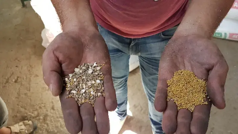 Treated seeds Treated seeds